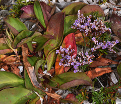 Limonium californicum