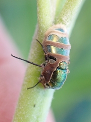 Entomophthora muscae