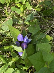 Gentiana andrewsii