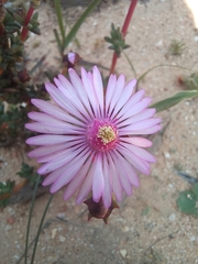 Lampranthus leptaleon