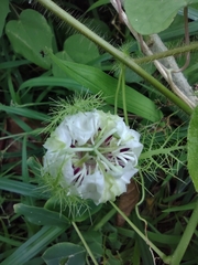 Passiflora foetida