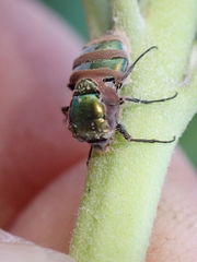 Entomophthora muscae