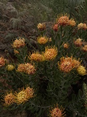 Leucospermum cuneiforme