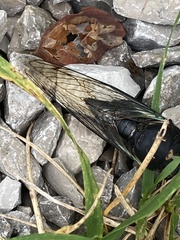 Neotibicen lyricen
