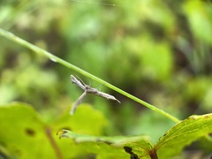 Lineodes integra