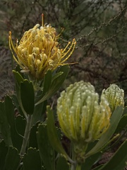 Leucospermum cuneiforme