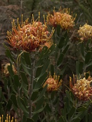 Leucospermum cuneiforme