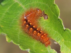 Acronicta auricoma
