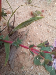 Lampranthus leptaleon