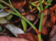 Limonium californicum
