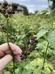 Napaea dioica