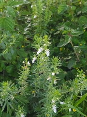 Teucrium cubense