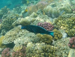 Gomphosus klunzingeri