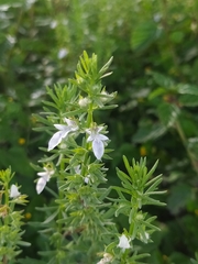 Teucrium cubense
