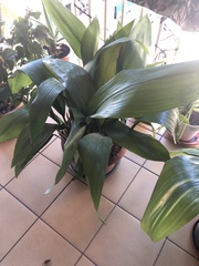 Aspidistra