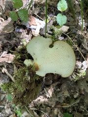 Polyporus