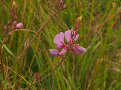 Desmodium canadense