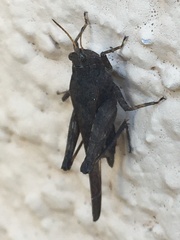 Tetrix subulata