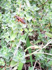 Rhynocoris iracundus