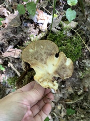 Polyporus