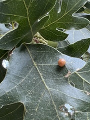 Xanthoteras eburneum