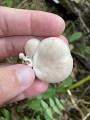 Pleurotus cornucopiae