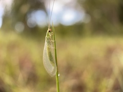 Chrysoperla rufilabris