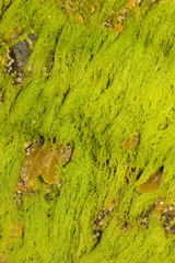 Ulva intestinalis