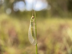 Chrysoperla rufilabris