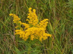 Solidago speciosa