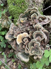 Trametes ochracea