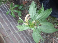 Persicaria lapathifolia