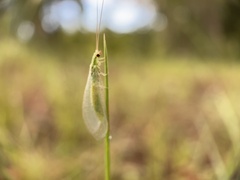 Chrysoperla rufilabris