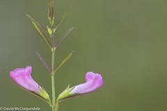 Agalinis neoscotica