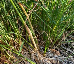 Festuca viridula