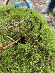 Xylaria hypoxylon