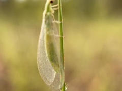 Chrysoperla rufilabris
