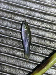 Poecilia latipinna