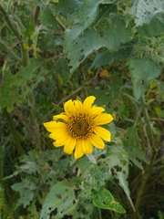 Tithonia