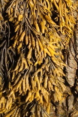 Pelvetia canaliculata