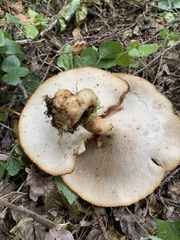 Polyporus