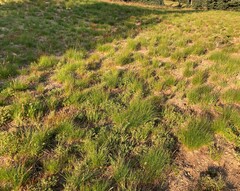 Festuca viridula