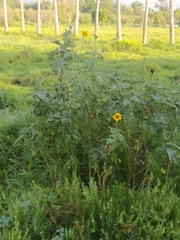 Tithonia