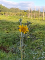 Tithonia