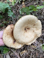 Polyporus