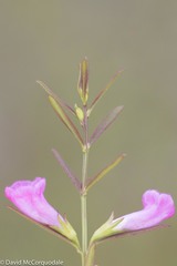 Agalinis neoscotica