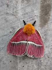 Pseudodirphia menander