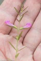 Agalinis neoscotica
