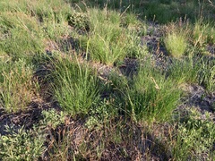 Festuca viridula