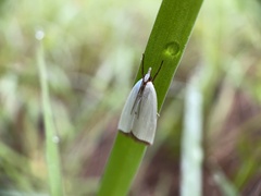 Urola nivalis